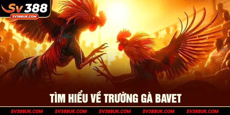 Tìm hiểu về trường gà Bavet