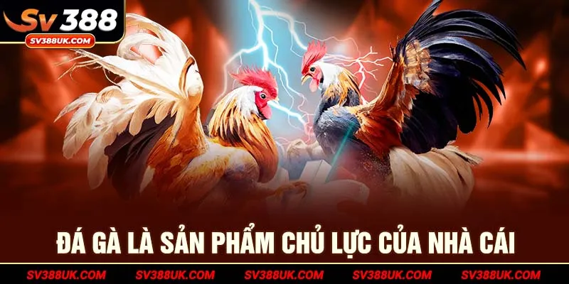 Đá gà là sản phẩm chủ lực của nhà cái